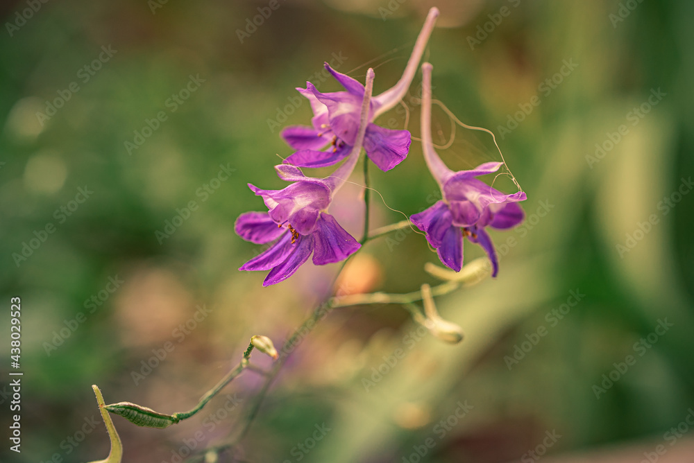Garden flower Garden flower