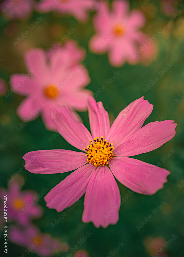 Obraz premium Garden flower