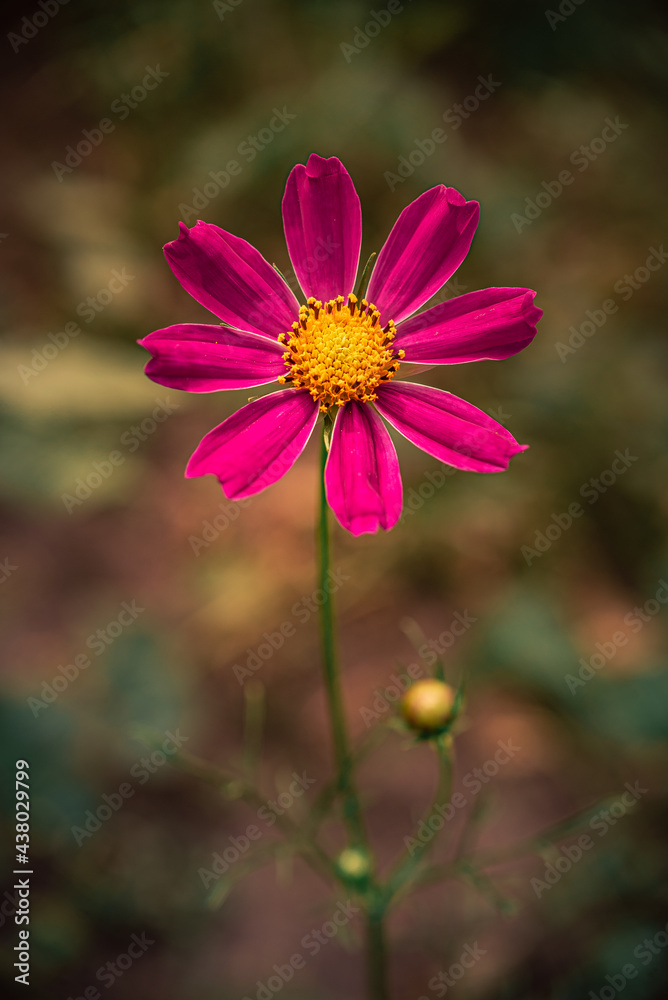 Obraz premium Garden flower