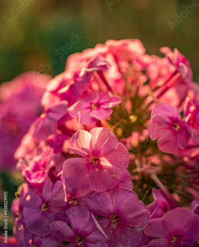 Garden flower