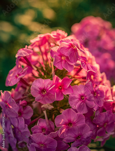 Garden flower