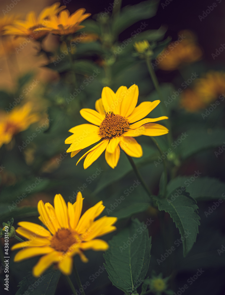 Obraz premium Garden flower