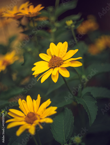 Garden flower