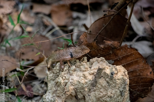 Oriental Forest Lizards - Genus Calotes on a rock in a forest in Laos