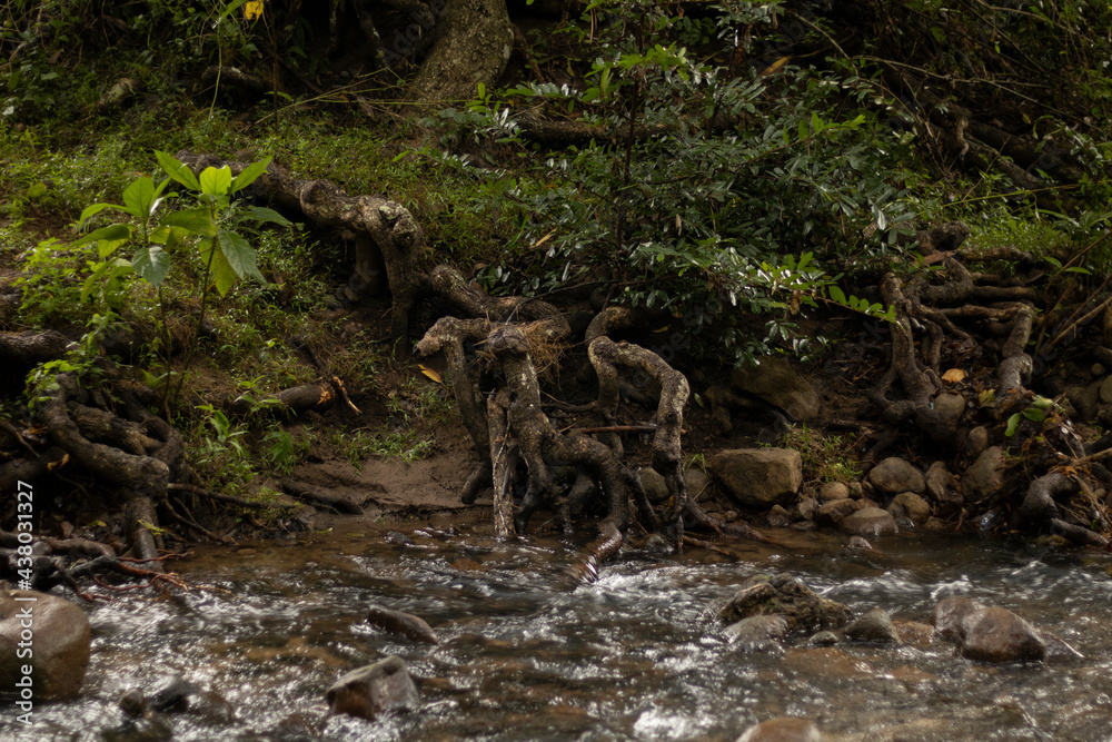 A stream during the late fall in Western Ghats A stream during the late fall in Western Ghats