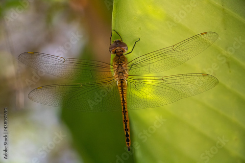 Wandering Glider dragonfly -  Pantala flavescens perched on the underside of a green leaf in a forest in Laos