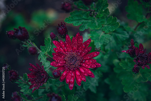 Garden flower