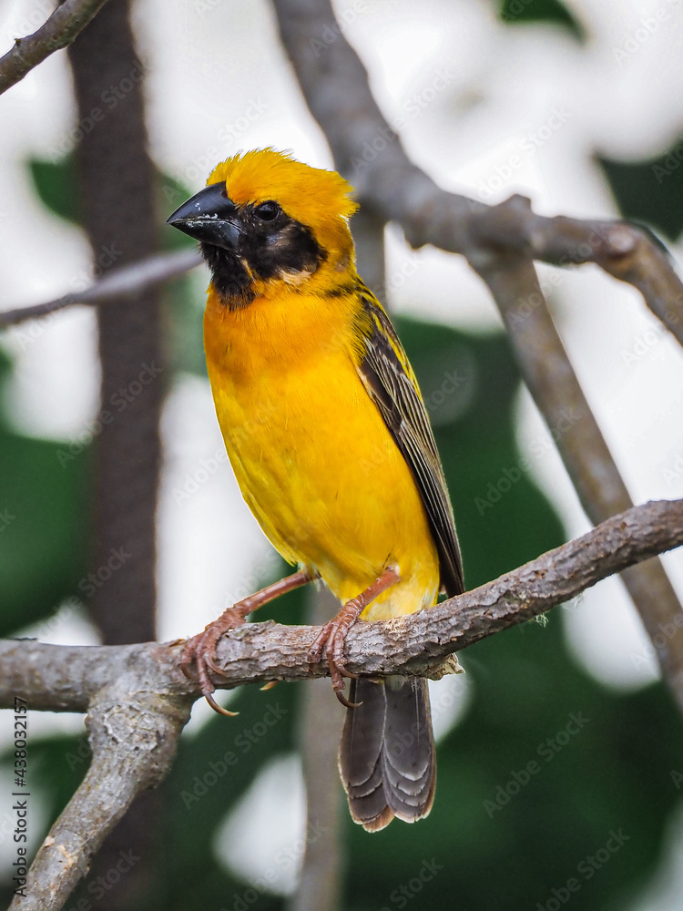 Naklejka premium Asian Golden Weaver Yellow Bird