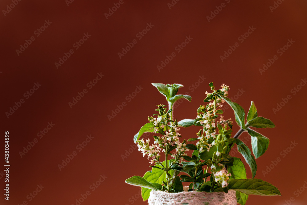 Thyme with its white little flowers and peppermint on a brown background with copy space. Selective focus on white little flowers. Thyme with its white little flowers and peppermint on a brown background with copy space. Selective focus on white little flowers.