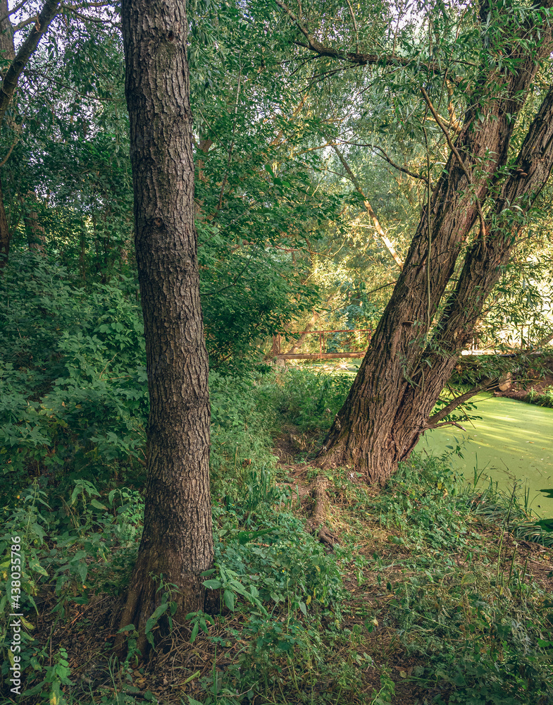 Fototapeta premium Summer landscape