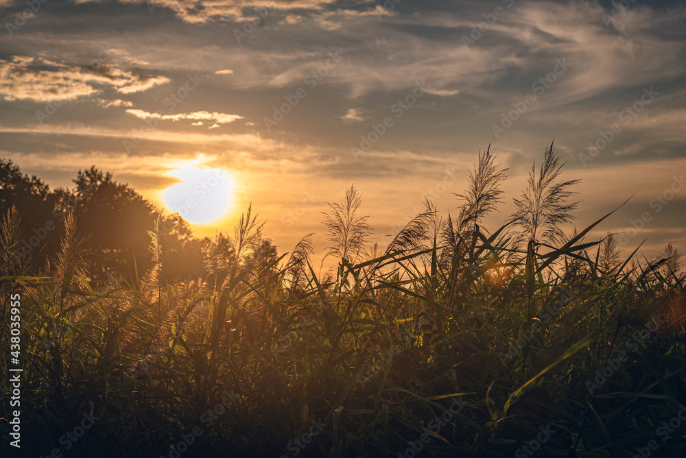 Fototapeta premium Summer landscape