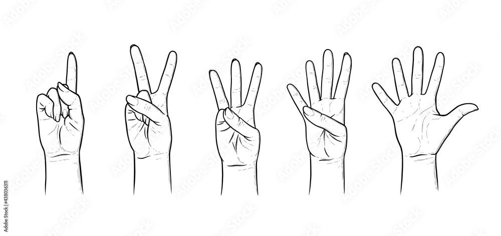 Fototapeta premium Gestures for counting from one to five. Set of hand gestures showing numbers. Sketch vector illustration isolated in white background