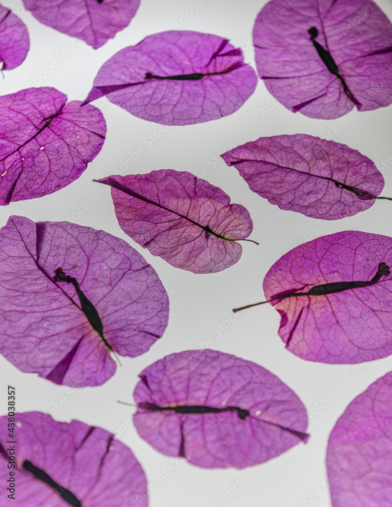 Purple pressed bougainvillea petals pattern on white background
