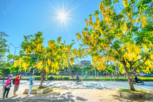 Busy traffic at boulevard with Cassia fistula flower tree blooms planted along roadside adorns city growing urban landscape Ho Chi Minh city, Vietnam photo