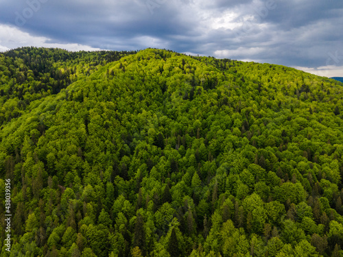 Fototapeta Naklejka Na Ścianę i Meble -  Green Hill . Spruce Trees Forest at Spring. Drone view