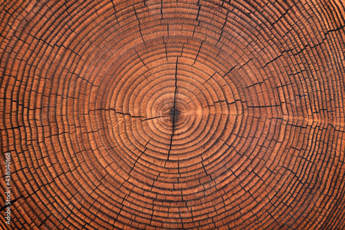 rustic table with a pattern of annual rings. wood texture cut stump background