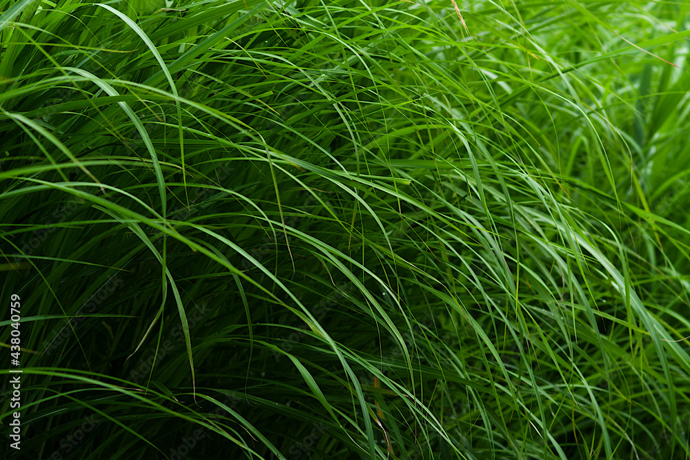 green grass in the wind green grass in the wind