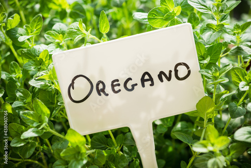 Oregano Plant Label Closeup view