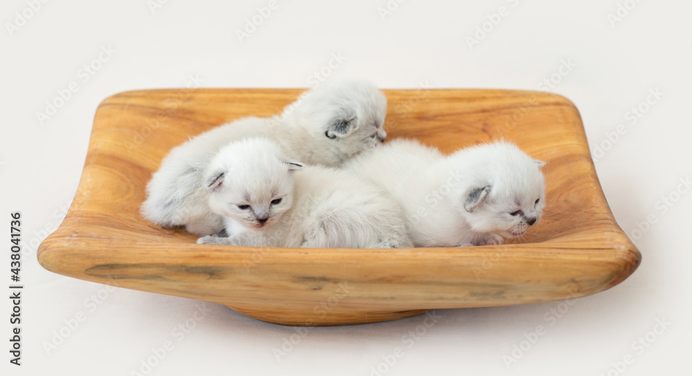 Ragdoll kittens isolated on white background Ragdoll kittens isolated on white background
