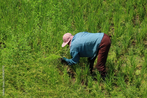 Farmer bends down on the rice field