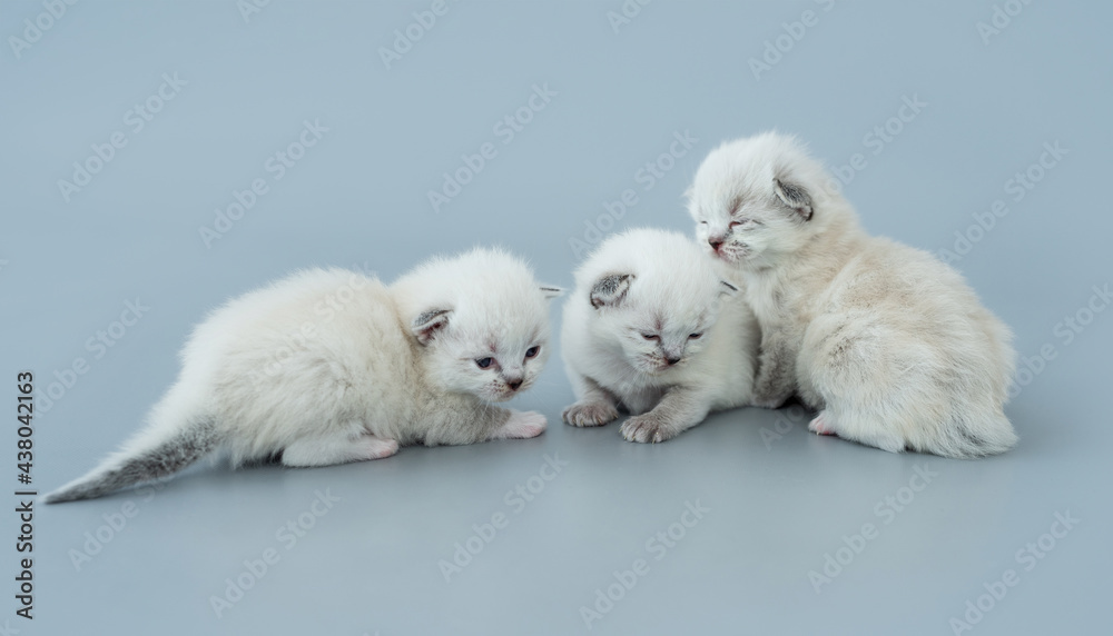 Obraz premium Ragdoll kittens isolated on light blue background