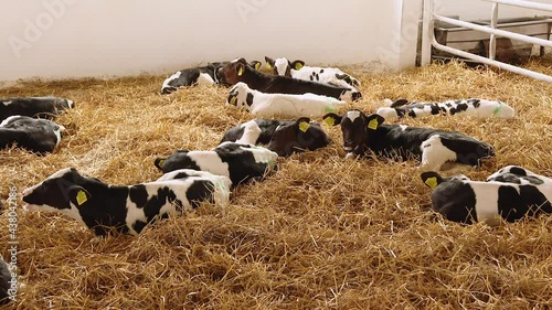 Newborn baby cow. Portrait of calf lies in straw on farm. Newborn animal. Cows lying on the ground having a rest on a farm
 photo