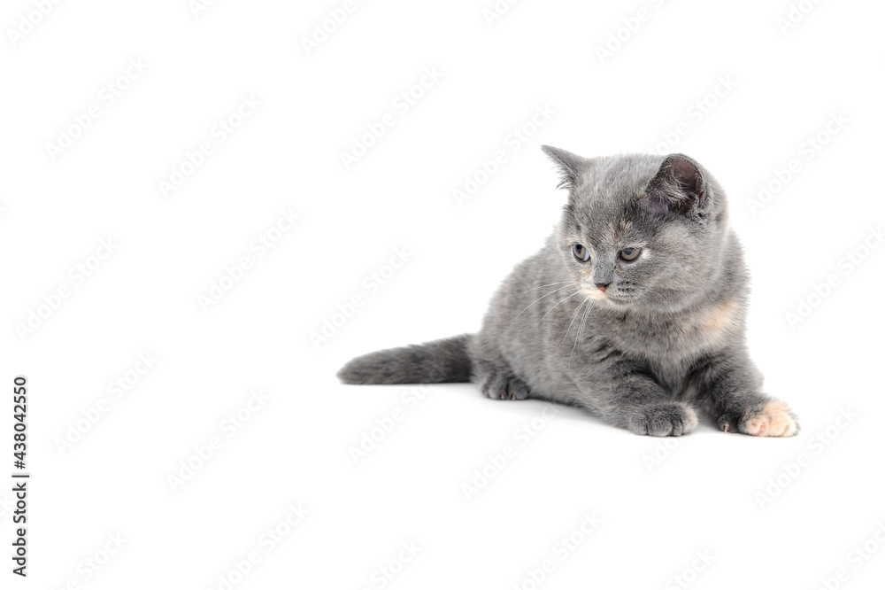 A gray purebred kitten lies on a white isolated background