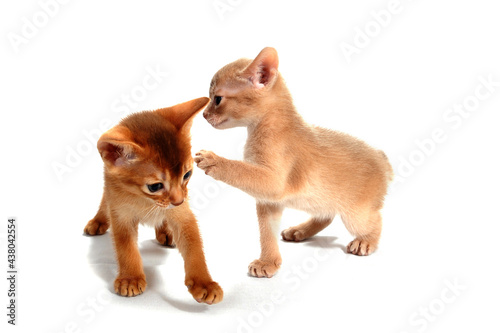 two ginger purebred kittens play on an isolated white background © Евгений Порохин