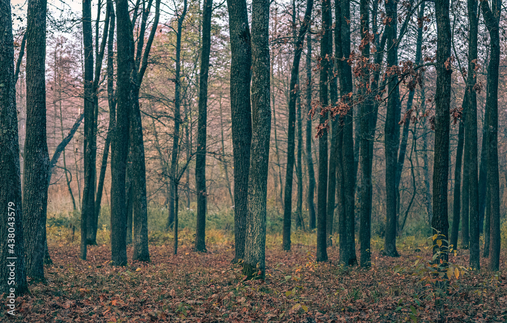 Obraz premium Autumn sunset