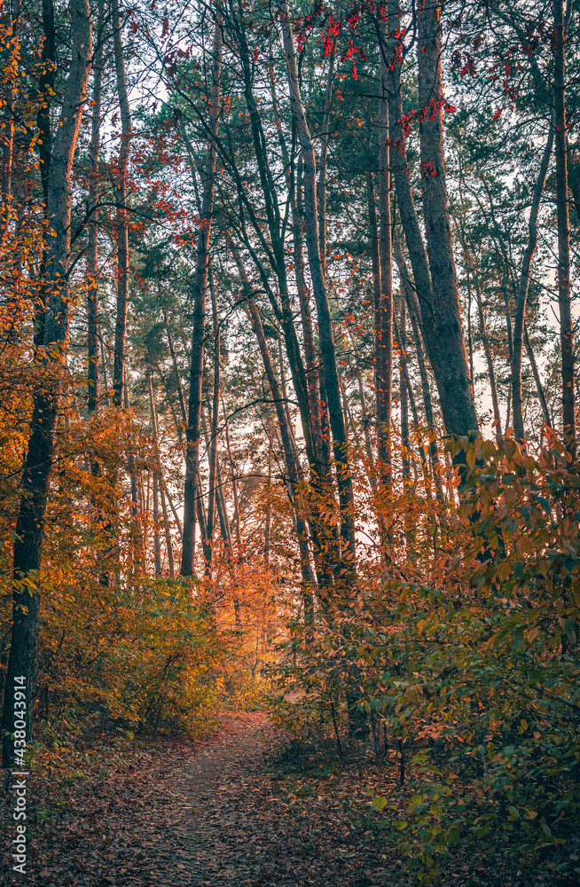 Fototapeta premium Autumn sunset