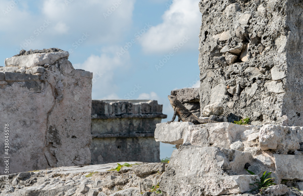 Iguana perched on Mayan stone ruins in Tulum, Mexico
