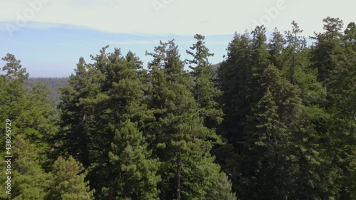 Drone Footage of coastal redwood treetops in the forest mountains.