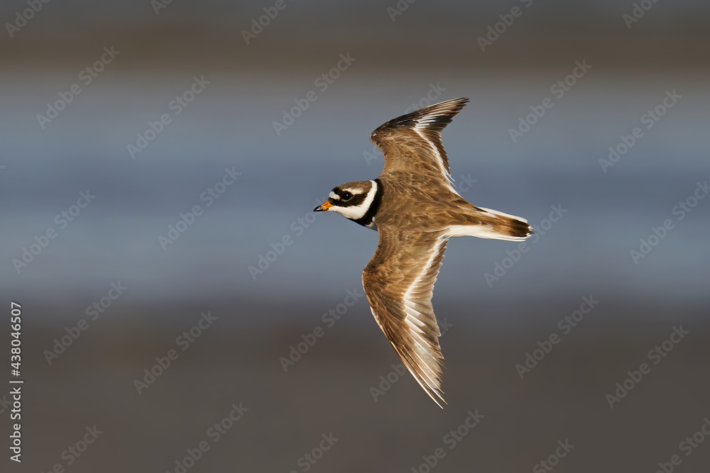 Φωτογραφία Common ringed plover (Charadrius hiaticula)