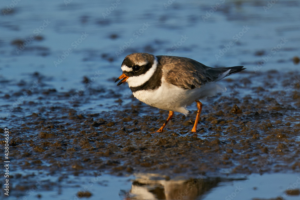 Common ringed plover (Charadrius hiaticula) Common ringed plover (Charadrius hiaticula)