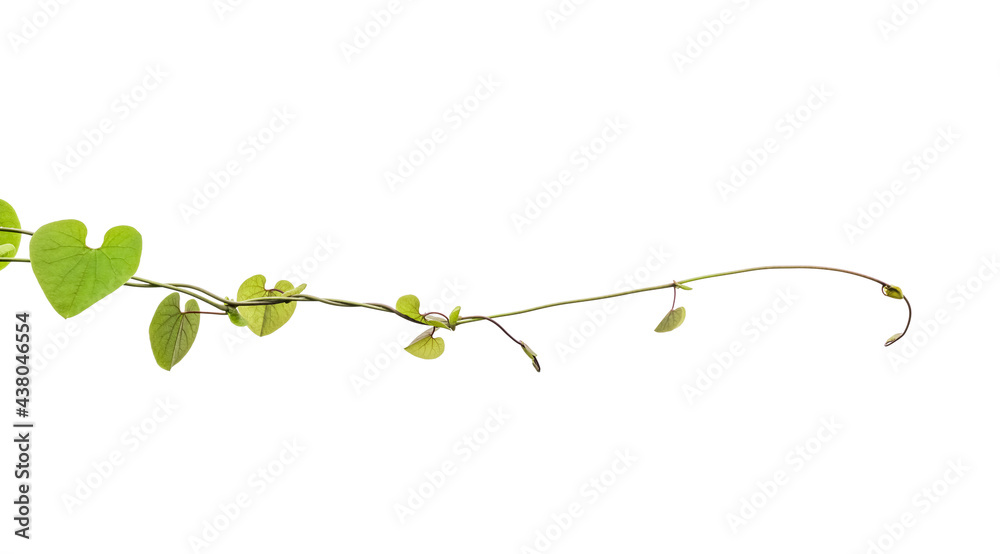 Twisted jungle vines liana plant with heart shaped green leaves isolated on white background, clipping path included. Twisted jungle vines liana plant with heart shaped green leaves isolated on white background, clipping path included.