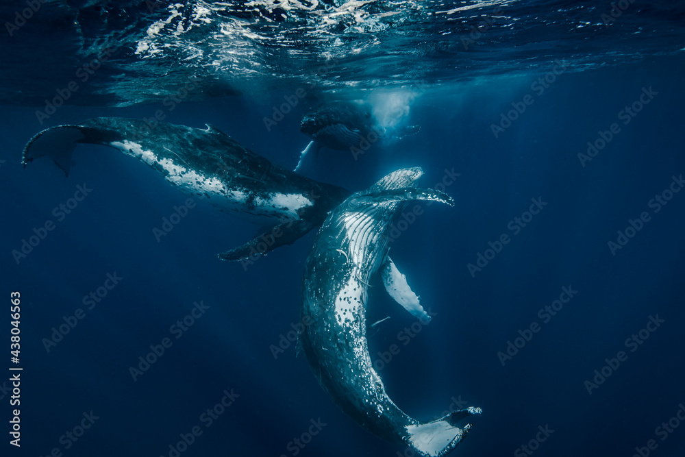 Naklejka premium humpback whales at play in crystal clear blue waters of the Pacific Ocean in Tonga