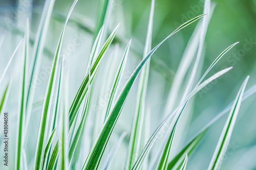 Decorative green and white striped grass. Arrhenatherum elatius bulbosum variegatum. Soft focus. Natural background. photo