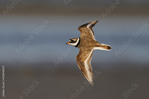 Konstfotografi Common ringed plover (Charadrius hiaticula)