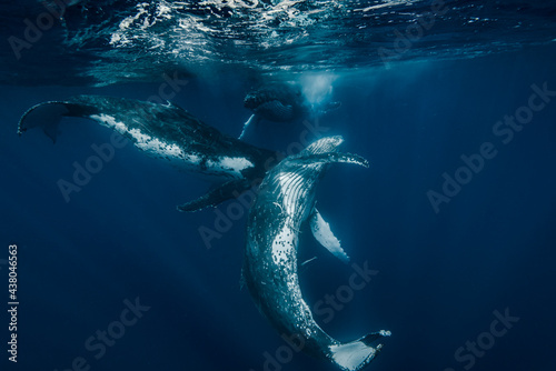 humpback whales at play in crystal clear blue waters of the Pacific Ocean in Tonga