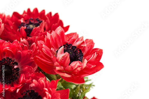 Bouquet of fresh red anemones on white background
