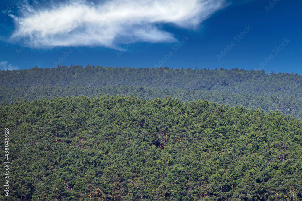 Forest area on the background of a blue sky with white clouds