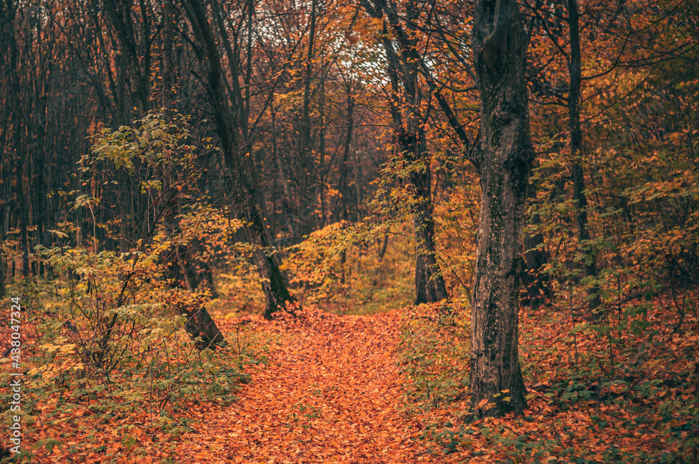 Fototapeta premium Autumn woods