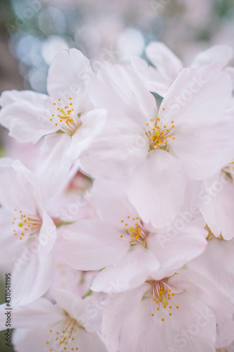 桜 Cherry Blossom  © mdesign