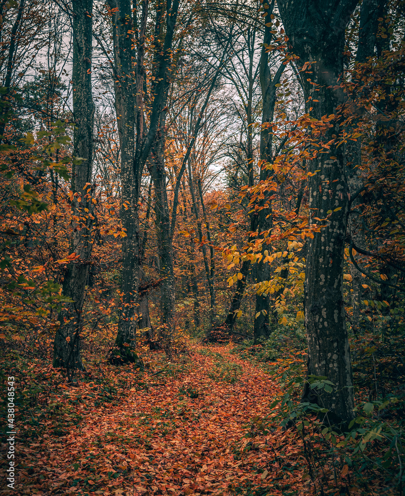 Obraz premium Autumn woods