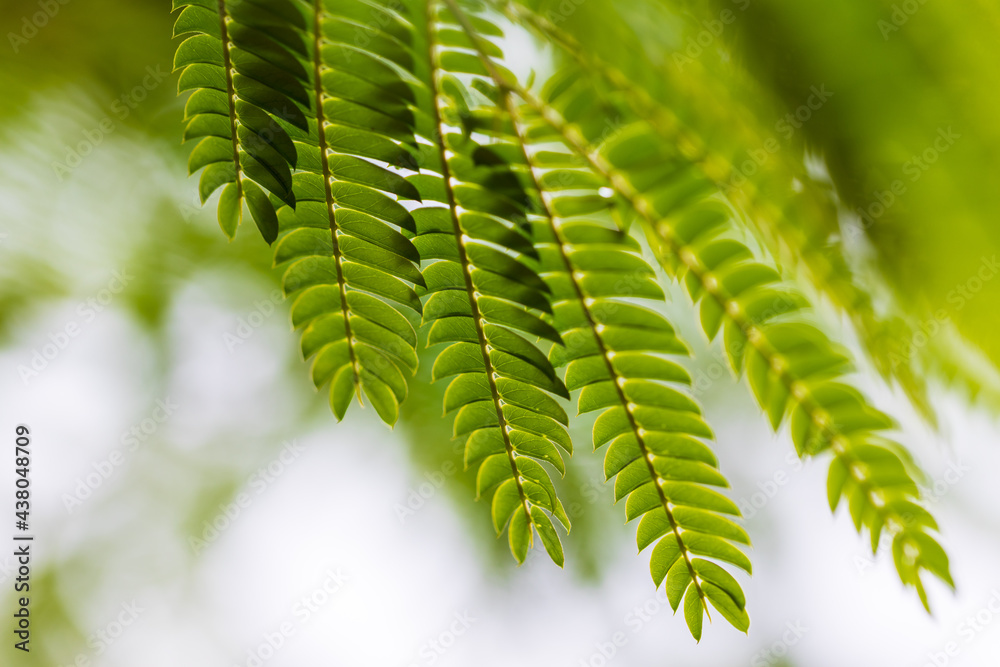 green leaf