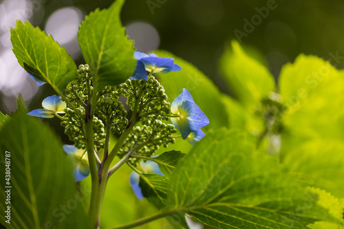 flowers in the forest