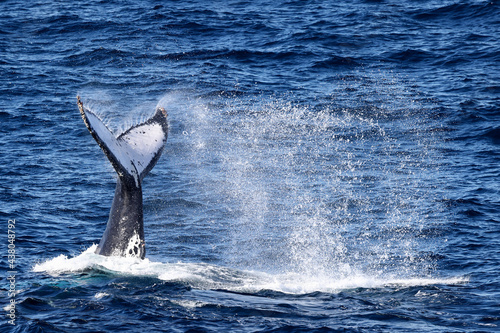 Humpback Whale tail-slapping at surface