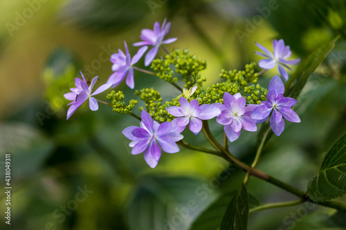 Hydrangea flowers in the forest © Kota Irie