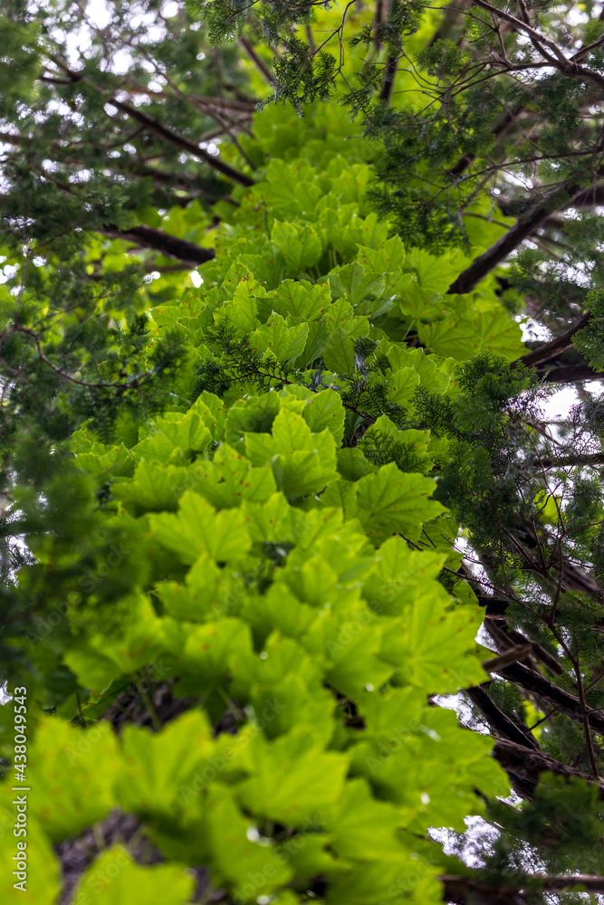Fototapeta premium trees in the forest