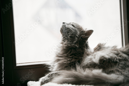 Gray domestic cat is lying on the wooden sill. Home comfort and leisure concept
